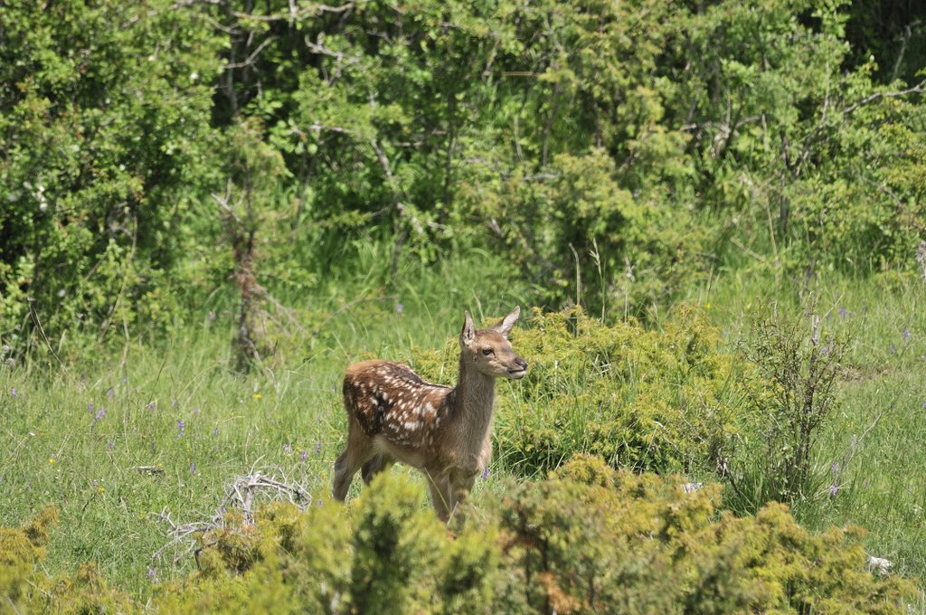 Cuccioli  (fotoracconto)